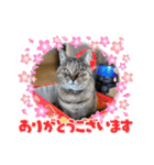 ねこでダラダラ言わせて（個別スタンプ：4）