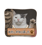 ねこでダラダラ言わせて（個別スタンプ：5）