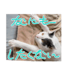 ねこでダラダラ言わせて（個別スタンプ：17）