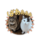 ねこでダラダラ言わせて（個別スタンプ：19）