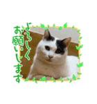 ねこでダラダラ言わせて（個別スタンプ：21）