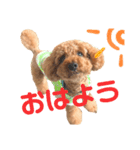 ハッピーの日常使い出来るスタンプ（個別スタンプ：1）