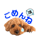 ハッピーの日常使い出来るスタンプ（個別スタンプ：4）