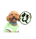 ハッピーの日常使い出来るスタンプ（個別スタンプ：5）
