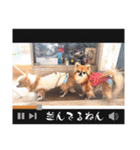 武居family47（個別スタンプ：7）