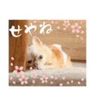 武居family47（個別スタンプ：26）