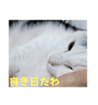 武居family47（個別スタンプ：37）