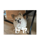 嘲笑う犬（個別スタンプ：5）