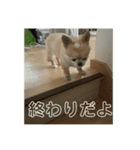 嘲笑う犬（個別スタンプ：14）