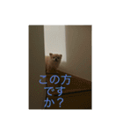 嘲笑う犬（個別スタンプ：16）