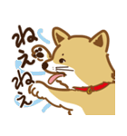 気まぐれ柴犬（個別スタンプ：6）