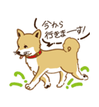 気まぐれ柴犬（個別スタンプ：7）