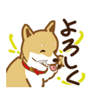 気まぐれ柴犬（個別スタンプ：12）