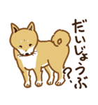 気まぐれ柴犬（個別スタンプ：13）