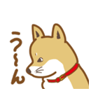 気まぐれ柴犬（個別スタンプ：15）