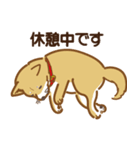 気まぐれ柴犬（個別スタンプ：20）