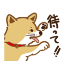 気まぐれ柴犬（個別スタンプ：23）