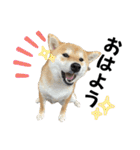 komugi❤︎SHIBA dog（個別スタンプ：2）
