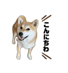 komugi❤︎SHIBA dog（個別スタンプ：3）