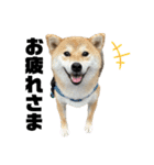 komugi❤︎SHIBA dog（個別スタンプ：4）