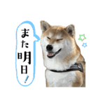 komugi❤︎SHIBA dog（個別スタンプ：5）