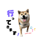 komugi❤︎SHIBA dog（個別スタンプ：6）