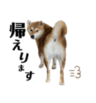 komugi❤︎SHIBA dog（個別スタンプ：7）