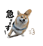 komugi❤︎SHIBA dog（個別スタンプ：8）