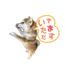 komugi❤︎SHIBA dog（個別スタンプ：9）