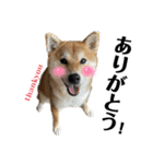 komugi❤︎SHIBA dog（個別スタンプ：12）