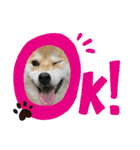 komugi❤︎SHIBA dog（個別スタンプ：13）