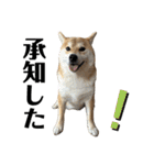 komugi❤︎SHIBA dog（個別スタンプ：15）