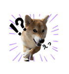 komugi❤︎SHIBA dog（個別スタンプ：16）