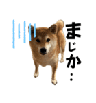komugi❤︎SHIBA dog（個別スタンプ：17）