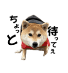 komugi❤︎SHIBA dog（個別スタンプ：18）