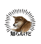 komugi❤︎SHIBA dog（個別スタンプ：19）