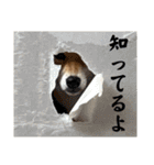 komugi❤︎SHIBA dog（個別スタンプ：20）
