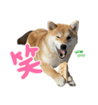 komugi❤︎SHIBA dog（個別スタンプ：21）