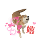 komugi❤︎SHIBA dog（個別スタンプ：22）