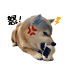 komugi❤︎SHIBA dog（個別スタンプ：23）