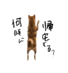 komugi❤︎SHIBA dog（個別スタンプ：24）