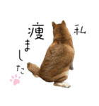 komugi❤︎SHIBA dog（個別スタンプ：25）