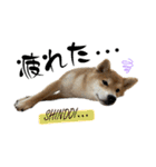 komugi❤︎SHIBA dog（個別スタンプ：26）