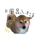 komugi❤︎SHIBA dog（個別スタンプ：27）