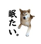 komugi❤︎SHIBA dog（個別スタンプ：28）