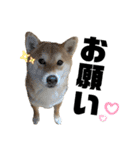 komugi❤︎SHIBA dog（個別スタンプ：29）