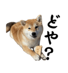 komugi❤︎SHIBA dog（個別スタンプ：30）