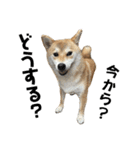 komugi❤︎SHIBA dog（個別スタンプ：31）