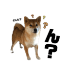 komugi❤︎SHIBA dog（個別スタンプ：32）