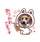 コーギー犬のちゃべす君（個別スタンプ：5）